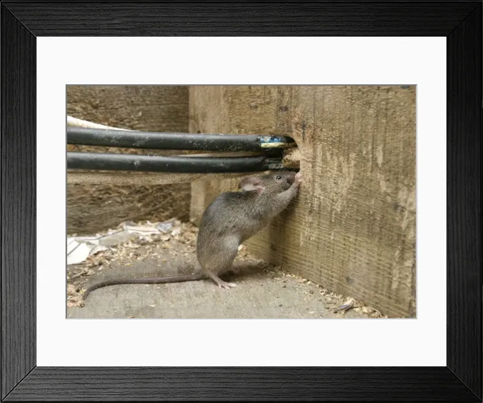 Framed Print : House Mouse - Chewing hole by electrical cables Bedfordshire, UK Framed Print : House Mouse - Chewing hole by electrical cables Bedfordshire, UK