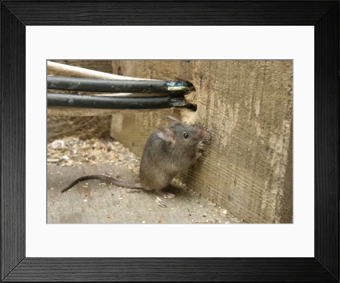Framed Print : House Mouse - By chewed electrical cables Bedfordshire UK 1519 Framed Print : House Mouse - By chewed electrical cables Bedfordshire UK 1519
