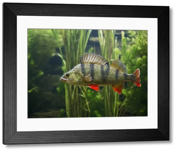 Framed Print : Perch – use weeds as camouflage – dorsal fin up – side view - Europe UK Framed Print : Perch – use weeds as camouflage – dorsal fin up – side view - Europe UK