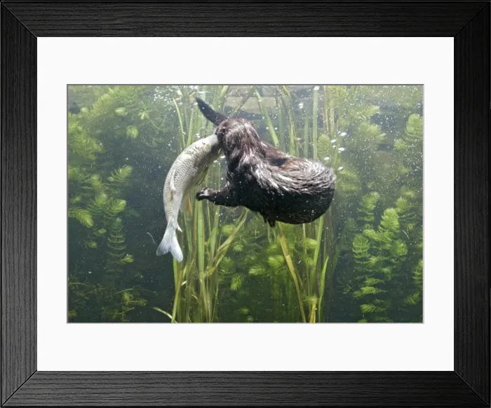 Framed Print : American Mink – swimming underwater side view – alien species in UK UK Framed Print : American Mink – swimming underwater side view – alien species in UK UK