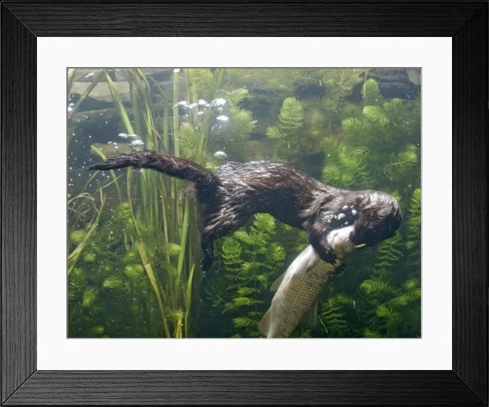 Framed Print : American Mink – swimming underwater side view – alien species in UK UK Framed Print : American Mink – swimming underwater side view – alien species in UK UK