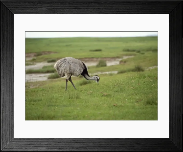 Framed Print : Common / Greater Rhea Framed Print : Common / Greater Rhea