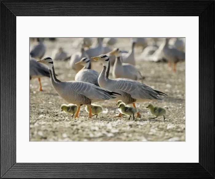 Framed Print : Bar-headed Geese - With goslings - Lake Quinghai Tibet plateau China Framed Print : Bar-headed Geese - With goslings - Lake Quinghai Tibet plateau China