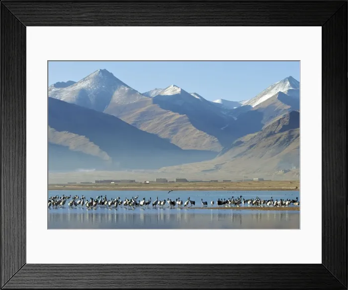 Framed Print : Black necked Crane - Tibet Framed Print : Black necked Crane - Tibet