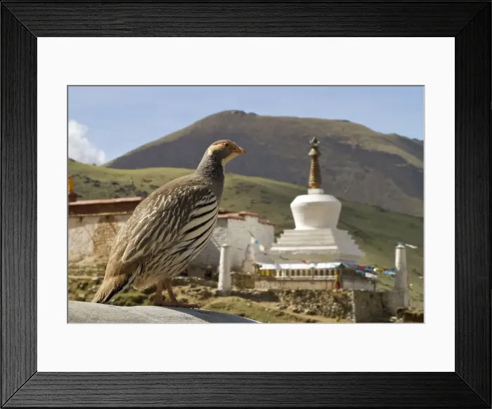 Framed Print : Tibetan Snowcock with stuppa / chortan - China Framed Print : Tibetan Snowcock with stuppa / chortan - China