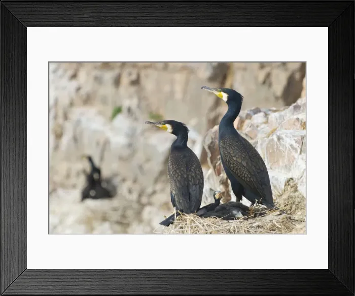 Framed Print : Cormorants - With young - Cormorants Island Lake Quinghai Salt Lake Tibet China Framed Print : Cormorants - With young - Cormorants Island Lake Quinghai Salt Lake Tibet China