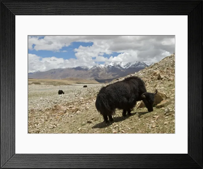 Framed Print : Domestic Yak - High Plateau Tibet China Framed Print : Domestic Yak - High Plateau Tibet China