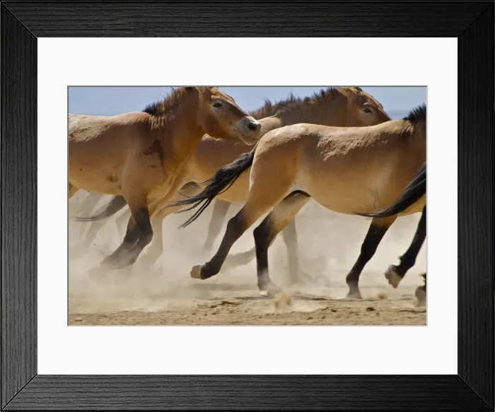Framed Print : Przewalski Wild Horses - Xinjiang China Framed Print : Przewalski Wild Horses - Xinjiang China
