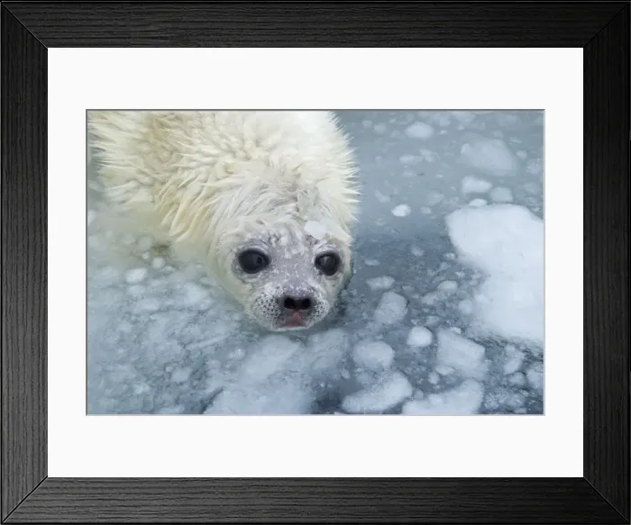 Framed Print : Ring Seal Pup in Ice hole on sea ice Svalbard Arctic Framed Print : Ring Seal Pup in Ice hole on sea ice Svalbard Arctic