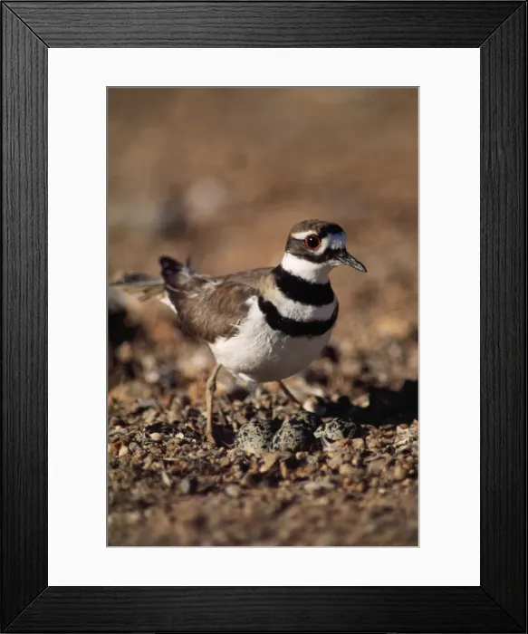 Framed Print : Killdeer Plover - on nest Sonoran Desert, Arizona Framed Print : Killdeer Plover - on nest Sonoran Desert, Arizona