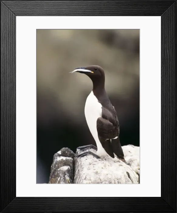 Framed Print : Guillemot With fish, UK