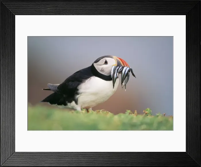 Framed Print : Puffin - sandeels in beak UK Framed Print : Puffin - sandeels in beak UK