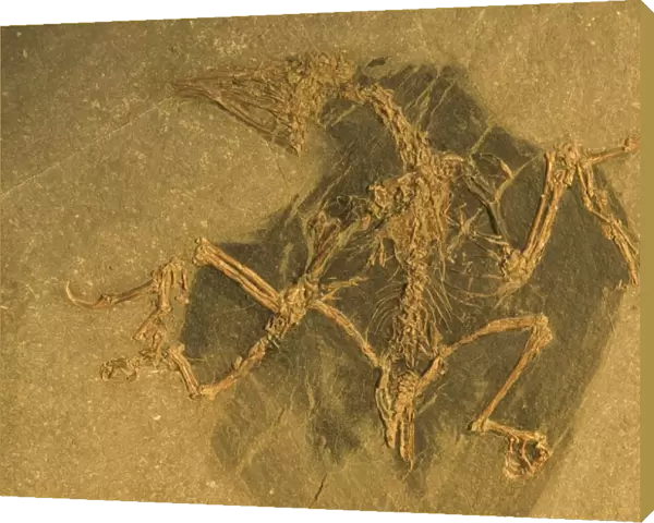 Fossil - Bird. Confuciusornis. Lower Cretaceous. This specimen is a well preserved female bird with extensive organic preservation-carbonized skin and feathers covering some of the well preserved bones- The right wing and leg