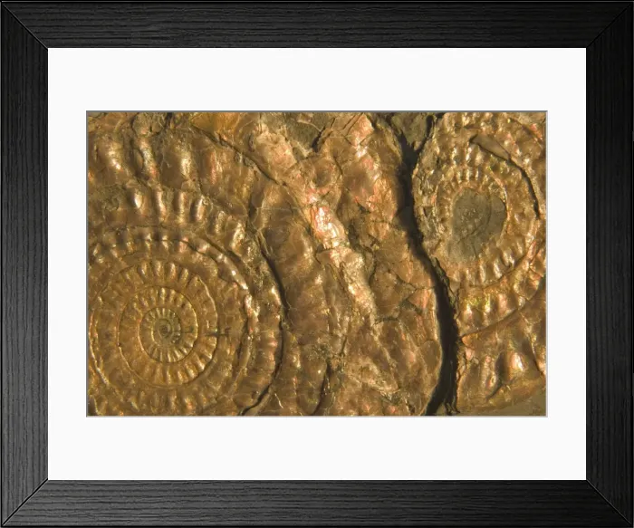 Framed Print : Fossil ammonites - Lower Jurassic Somerset, England E50T3880