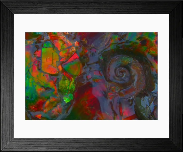 Framed Print : Fossil - Ammonite. Bear's paw formation. 70 million years old marine invertebrate, extinct Alberta, Canada E50T3854 Framed Print : Fossil - Ammonite. Bear's paw formation. 70 million years old marine invertebrate, extinct Alberta, Canada E50T3854