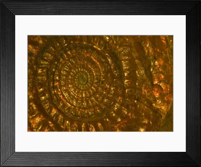 Framed Print : Fossil - Ammonites. Lower Jurassic Somerset, England E50T3908 Framed Print : Fossil - Ammonites. Lower Jurassic Somerset, England E50T3908