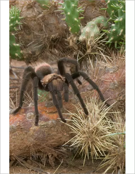 Desert Tarantula - Venomous, urticating hairs on top of abdomen. Nocturnal predators that rarely venture far from their burrows-overwinter in plugged burrows in relatively inactive state living off fat reserves Sonoran Desert, Arizona, USA