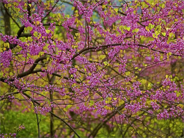 Redbud Tree - New York, USA - Native to much of Eastern and Central U. S. - Cultivated as an ornamental in the northeastern United States and western Europe - May reach 50 feet in height