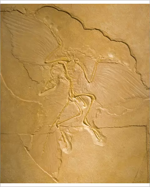 Archeopteryx Fossil - The earliest most primitive bird. Transitional fossl