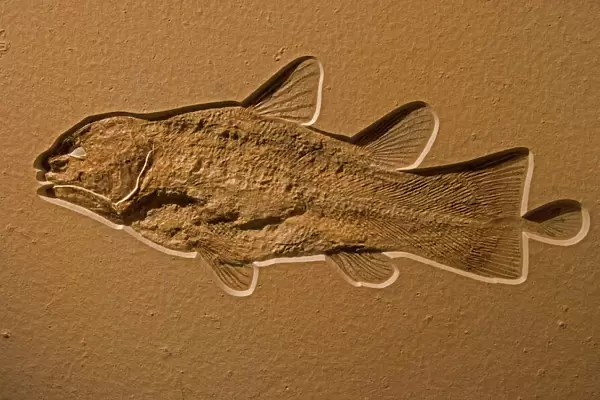 Coelacanth Fossil - Germany - Upper Jurassic - Coelacanths thought to be extinct since Cretaceous period until Latimeria Chalumnae found in 1938 off coast of South Africa