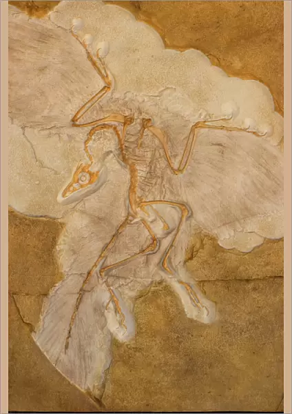 Fossil Bird Archaeopteryx Cast - Original specimen in Berlin-Germany - Known as 'the first bird' with both dinosaurian and avian features which some say represents a 'missing link' between dinosaurs