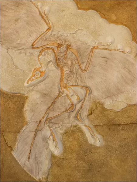 Fossil Bird Archaeopteryx Cast - Original specimen in Berlin-Germany - Known as 'the first bird' with both dinosaurian and avian features which some say represents a 'missing link' between dinosaurs