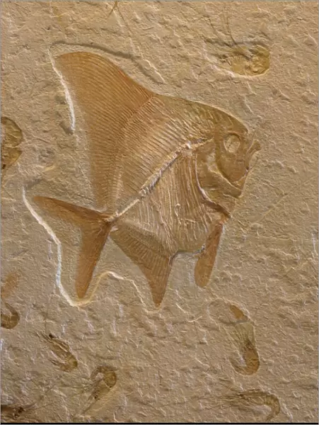 Fossil Fish with Shrimp (Carpopenaus) - Lebanon - Cretaceous