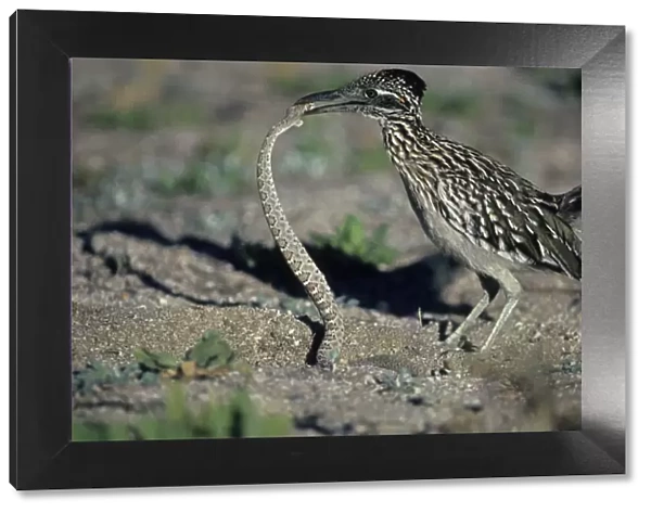 Greater Roadrunner - Catching rattlesnake Arizona, USA - Seldom flies, eats lizards-snakes and insects