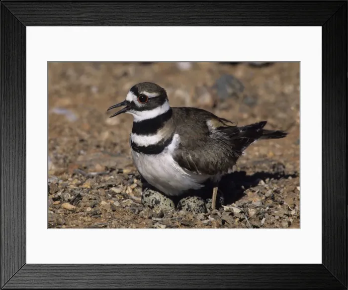 Framed Print : Killdeer - On nest with eggs - Will feign a broken wing or leg to lead intruders away from the nest Framed Print : Killdeer - On nest with eggs - Will feign a broken wing or leg to lead intruders away from the nest