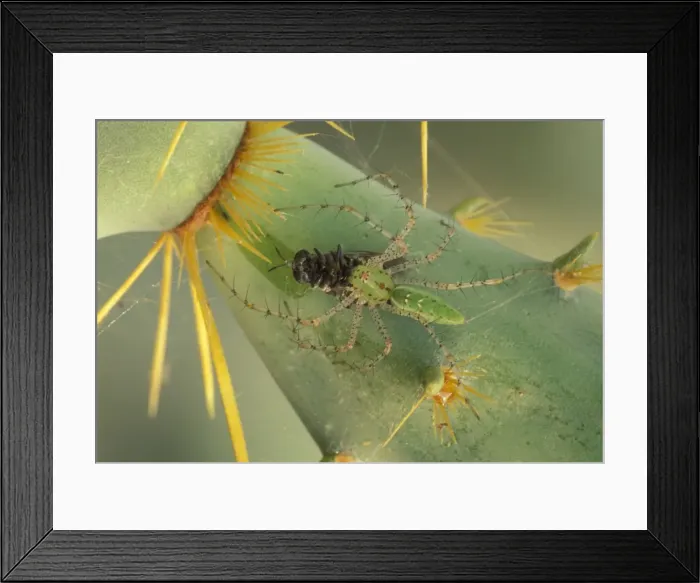 Framed Print : Green Lynx Spider - On prickly pear with captive prey - Arizona, USA - Preys on invertebrates attracted to blossoms - Ambush predator Framed Print : Green Lynx Spider - On prickly pear with captive prey - Arizona, USA - Preys on invertebrates attracted to blossoms - Ambush predator