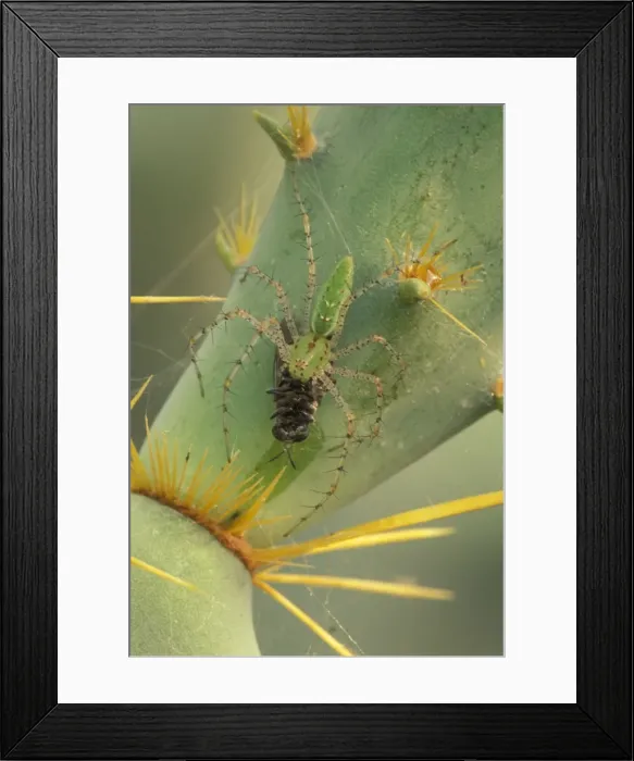 Framed Print : Green Lynx Spider - On prickly pear with prey - Arizona, USA - Preys on invertebrates attracted to blossoms Framed Print : Green Lynx Spider - On prickly pear with prey - Arizona, USA - Preys on invertebrates attracted to blossoms