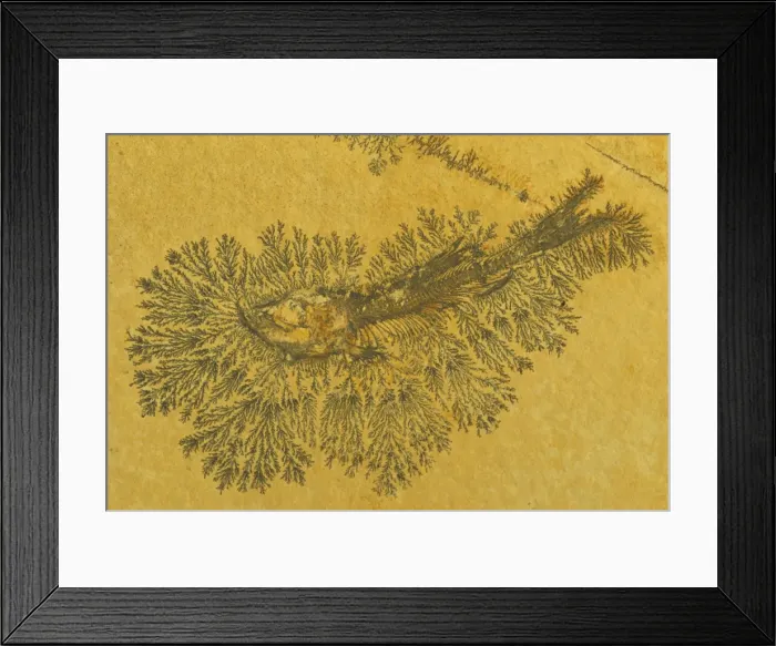 Framed Print : Fossil Fish - Jurassic - Germany - With Manganese dendrites Framed Print : Fossil Fish - Jurassic - Germany - With Manganese dendrites