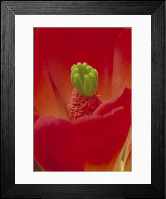 Framed Print : Claret Cup Cactus Blossum - New Mexico, USA Framed Print : Claret Cup Cactus Blossum - New Mexico, USA