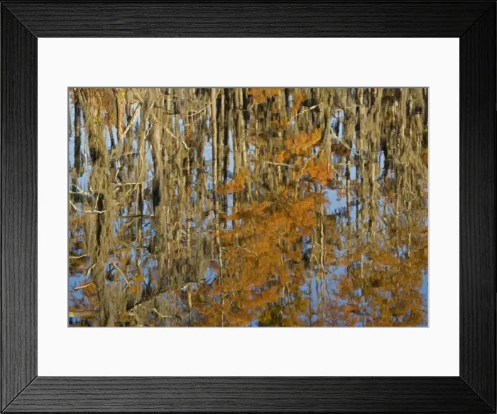 Framed Print : USA - Reflection of Bald Cypress Trees in Swamp Water, Autumn. (Taxodium distichum) Louisiana, USA Framed Print : USA - Reflection of Bald Cypress Trees in Swamp Water, Autumn. (Taxodium distichum) Louisiana, USA