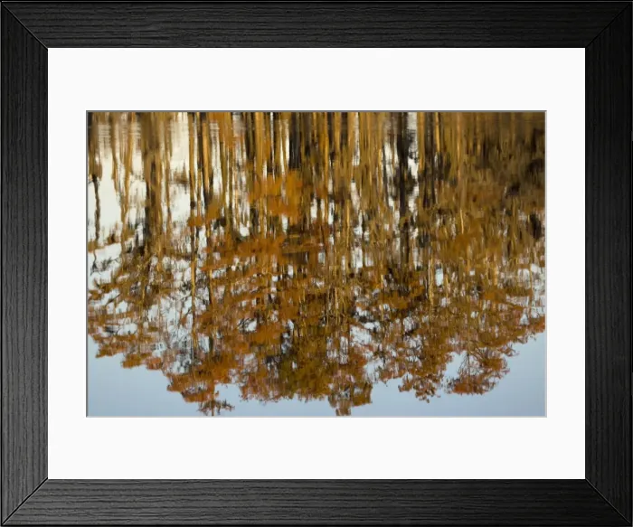 Framed Print : Bald Cypress Trees - reflection in Swamp Water, autumn. Louisiana, USA Framed Print : Bald Cypress Trees - reflection in Swamp Water, autumn. Louisiana, USA