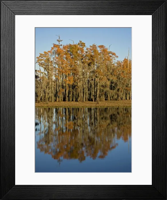 Framed Print : Bald Cypress Trees - with reflection in Louisiana Swamp, autumn. Louisiana, USA Framed Print : Bald Cypress Trees - with reflection in Louisiana Swamp, autumn. Louisiana, USA