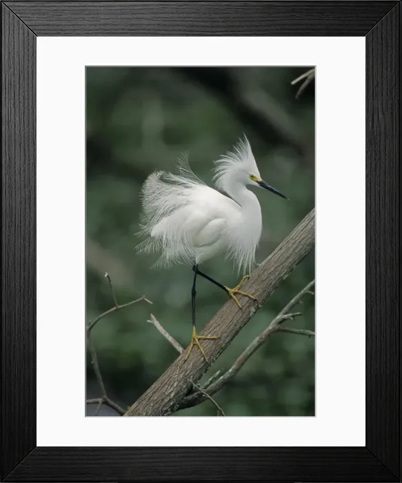 Framed Print : Snoy Egret - In tree - Louisiana - Common in marshes-ponds-mangrove swamps and occasionally found in dry fields - Moves briskly in water stirring up prey with their feet-stabbing repeatedly to catch it - Once hunted extensively for its plumes - Now Framed Print : Snoy Egret - In tree - Louisiana - Common in marshes-ponds-mangrove swamps and occasionally found in dry fields - Moves briskly in water stirring up prey with their feet-stabbing repeatedly to catch it - Once hunted extensively for its plumes - Now