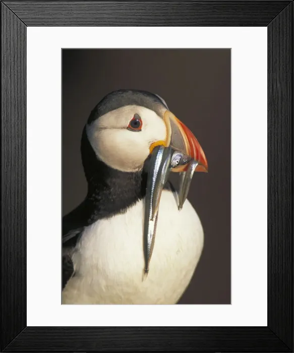 Framed Print : Atlantic Puffin - UK - With sand eels - Breeds in great numbers on British Isles - Nests in burrows on grassy slopes often in large colonies - Feeds on fish - Pelagic in winter - Taking eels to nestlings - After breeding season loses outer parts of Framed Print : Atlantic Puffin - UK - With sand eels - Breeds in great numbers on British Isles - Nests in burrows on grassy slopes often in large colonies - Feeds on fish - Pelagic in winter - Taking eels to nestlings - After breeding season loses outer parts of