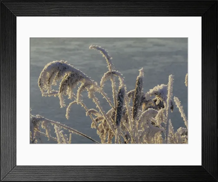 Framed Print : Hoarfrost - UK Framed Print : Hoarfrost - UK