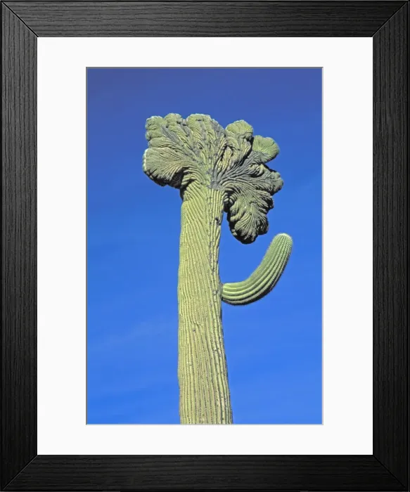 Framed Print : Saguaro Cactus - Sonoran Desert Arizona - Cristate Form which may be a genetic variant and which occurs in about one and two hundred thousand individuals - Record height: 78 feet - Average mature height: 18 to 30 feet Framed Print : Saguaro Cactus - Sonoran Desert Arizona - Cristate Form which may be a genetic variant and which occurs in about one and two hundred thousand individuals - Record height: 78 feet - Average mature height: 18 to 30 feet