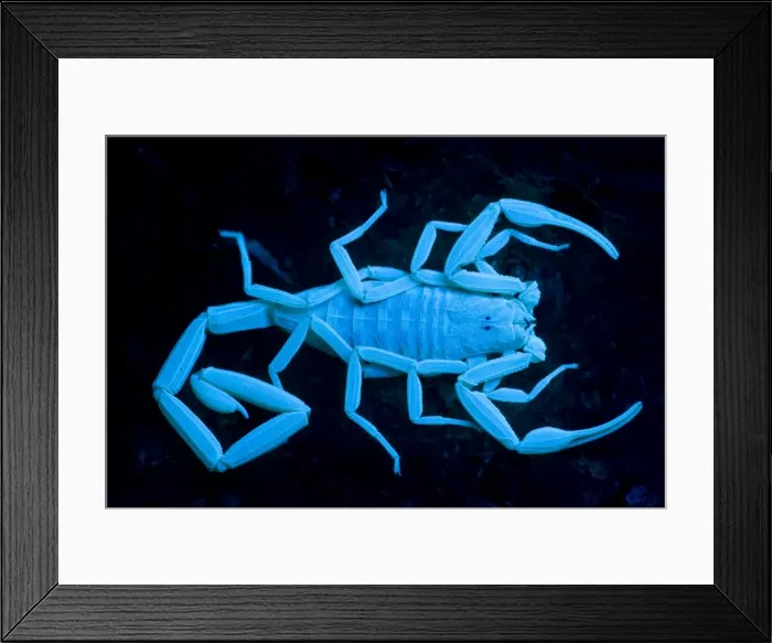 Framed Print : Bark Scorpion - Photographed under UV light- Arizona, USA - Climbers - Most common around trees especially near streams and washes - Active at night but often found by day hanging onto the undersides of rocks-fallen branches-boards Framed Print : Bark Scorpion - Photographed under UV light- Arizona, USA - Climbers - Most common around trees especially near streams and washes - Active at night but often found by day hanging onto the undersides of rocks-fallen branches-boards