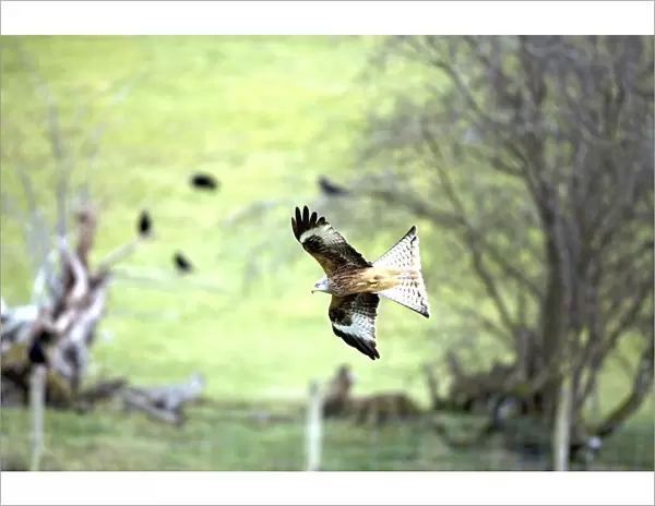 Red Kite - In flight - Wales - UK - Protected in the UK and increasing its range - Mainly found in Wales - Found in western Europe and extreme northern Africa - Lives in open wooded land