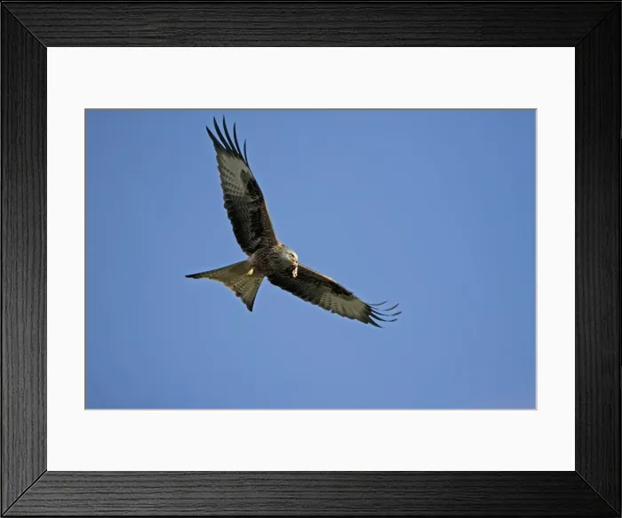 Framed Print : Red Kite - In flight with carrion in mouth - Wales - UK - Protected in the UK and increasing its range - Mainly found in Wales - Found in western Europe and extreme northern Africa - Lives in open wooded land Framed Print : Red Kite - In flight with carrion in mouth - Wales - UK - Protected in the UK and increasing its range - Mainly found in Wales - Found in western Europe and extreme northern Africa - Lives in open wooded land