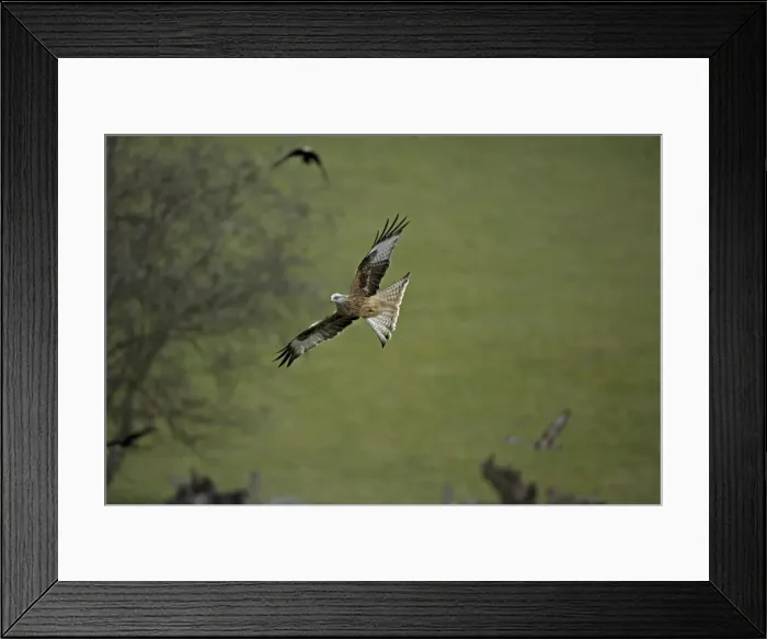 Framed Print : Red Kite - In flight - Wales - UK - Protected in the UK and increasing its range - Mainly found in Wales - Found in western Europe and extreme northern Africa - Lives in open wooded land Framed Print : Red Kite - In flight - Wales - UK - Protected in the UK and increasing its range - Mainly found in Wales - Found in western Europe and extreme northern Africa - Lives in open wooded land