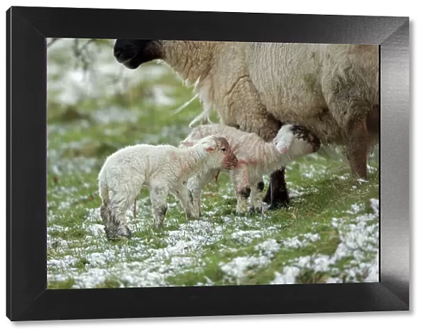 Sheep with lambs - Wales, UK - Mixture of Suffolk and Welch mountain breeds