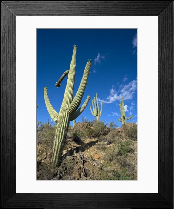 Framed Print : Saguaro Cactus (Carnegiea gigantea) - Sonoran Desert - Arizona - Record height: 78 feet - Average mature height: 18 to 30 feet, but often reach heights of 50 to 60 feet - Weighs about 80 pounds per foot - Grows their first arms at around 12 feet in Framed Print : Saguaro Cactus (Carnegiea gigantea) - Sonoran Desert - Arizona - Record height: 78 feet - Average mature height: 18 to 30 feet, but often reach heights of 50 to 60 feet - Weighs about 80 pounds per foot - Grows their first arms at around 12 feet in