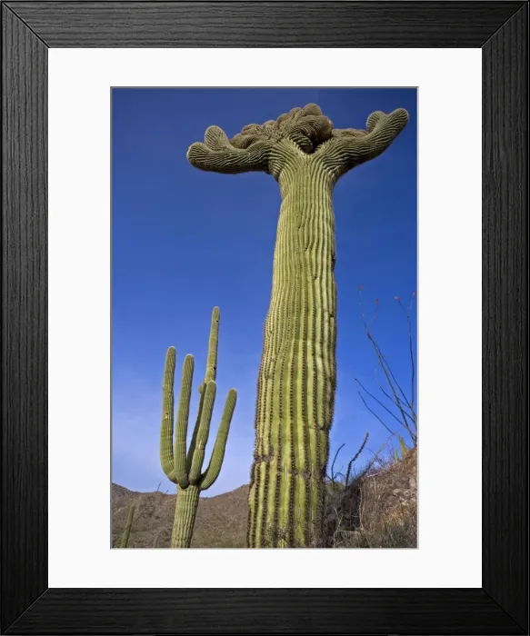 Framed Print : Saguaro Cactus (Carnegiea gigantea) - Cristate Form - Sonoran Desert - Arizona - Cristate form may be a genetic variant and occurs in about one in two hundred thousand individuals - Record height: 78 feet - Average mature height: 18 to 30 feet Framed Print : Saguaro Cactus (Carnegiea gigantea) - Cristate Form - Sonoran Desert - Arizona - Cristate form may be a genetic variant and occurs in about one in two hundred thousand individuals - Record height: 78 feet - Average mature height: 18 to 30 feet