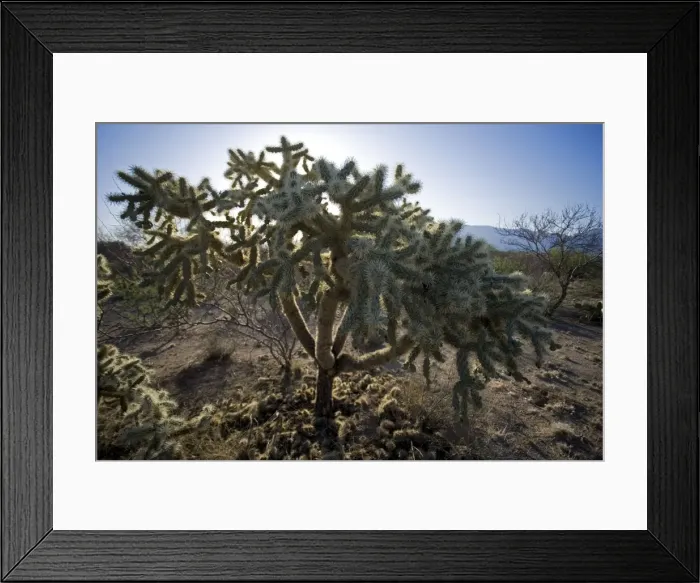 Framed Print : Cholla Cactus (Opuntia spp. ) - Sonoran Desert - Arizona Framed Print : Cholla Cactus (Opuntia spp. ) - Sonoran Desert - Arizona