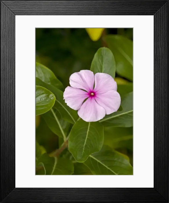 Framed Print : Madagascan Periwinkle (Catharanthus roseus) - Native of Europe - Used for hundreds of years as an herbal remedy for diabetes - Now being researched as a treatment for Hodgkin's disease Framed Print : Madagascan Periwinkle (Catharanthus roseus) - Native of Europe - Used for hundreds of years as an herbal remedy for diabetes - Now being researched as a treatment for Hodgkin's disease