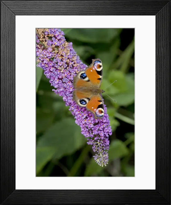 Framed Print : Peacock Butterfly on Buddleia Bush (Buddleia davidii) - England - UK - Found in gardens amd many other habitats March through October and hibernates as an adult - Larval food plant is stinging nettles Framed Print : Peacock Butterfly on Buddleia Bush (Buddleia davidii) - England - UK - Found in gardens amd many other habitats March through October and hibernates as an adult - Larval food plant is stinging nettles
